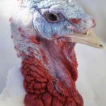 Valley View Turkey Farm – Flavor Fed Quality Turkeys