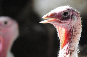 Valley View Turkey Farm – Flavor Fed Quality Turkeys