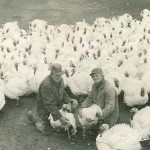 Valley View Turkey Farm – Flavor Fed Quality Turkeys