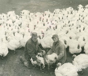 Valley View Turkey Farm – Flavor Fed Quality Turkeys